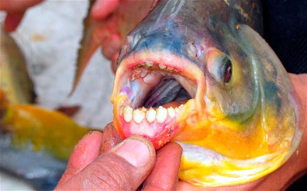 The Fish With Human Teeth