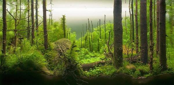 Aquariums With Mind Bending Underwater Forests