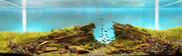 Aquariums With Mind Bending Underwater Forests