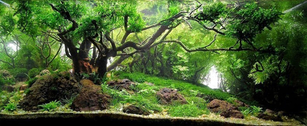 Aquariums With Mind Bending Underwater Forests