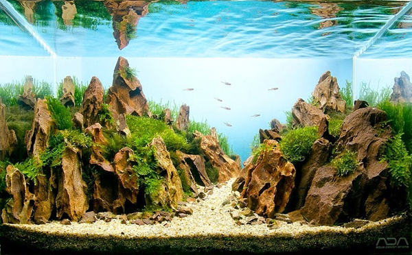 Aquariums With Mind Bending Underwater Forests