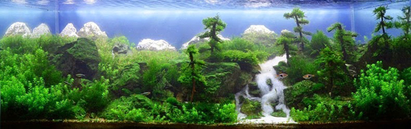 Aquariums With Mind Bending Underwater Forests