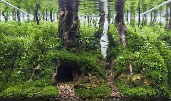 Aquariums With Mind Bending Underwater Forests
