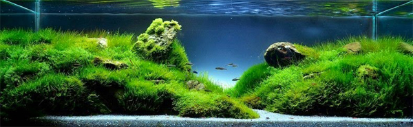 Aquariums With Mind Bending Underwater Forests