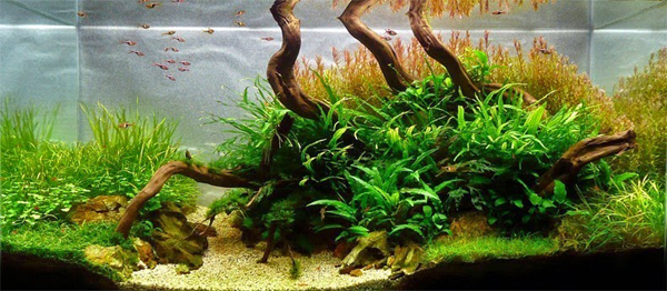 Aquariums With Mind Bending Underwater Forests