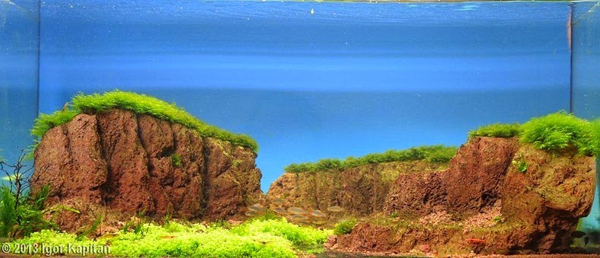 Aquariums With Mind Bending Underwater Forests