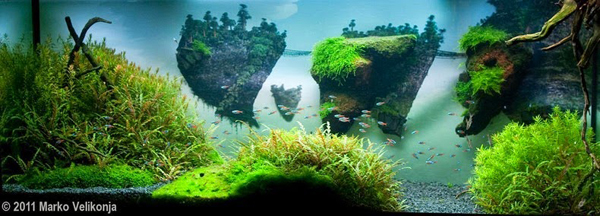 Aquariums With Mind Bending Underwater Forests