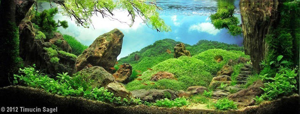 Aquariums With Mind Bending Underwater Forests