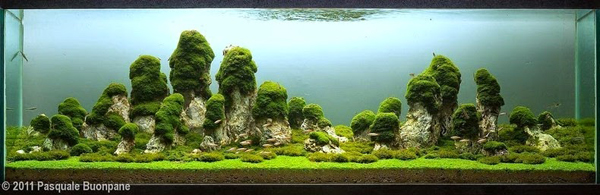 Aquariums With Mind Bending Underwater Forests