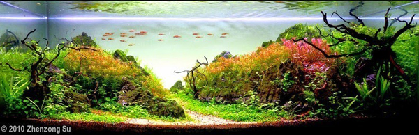 Aquariums With Mind Bending Underwater Forests
