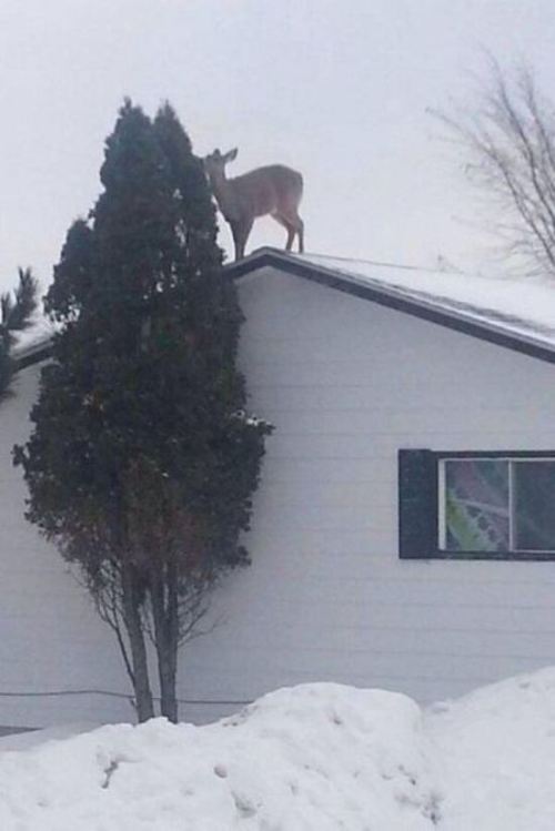 deer on roof