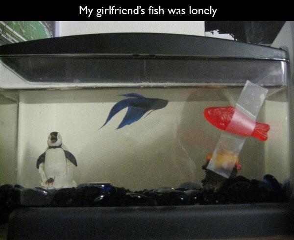 Fish - My girlfriend's fish was lonely