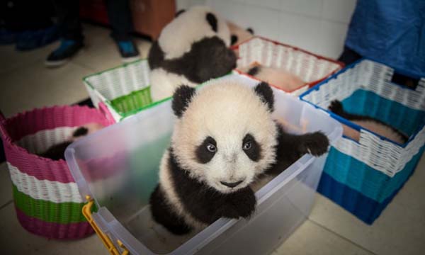 Its goal is to help bolster the giant panda population.