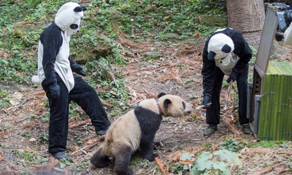 To do so, they wear these awesome panda suits when working with the animals.