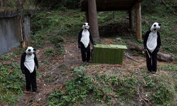 Zhang Xiang became the first female panda to be released into the wild