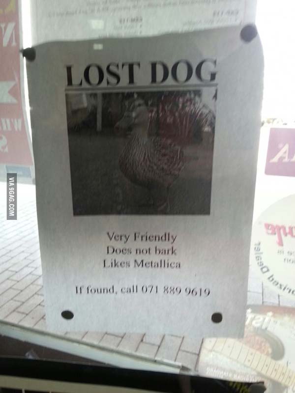 funny signs that don t make sense - Lost Dog Via 9GAG.Com Very Friendly Does not bark Metallica If found, call 071 889 9619
