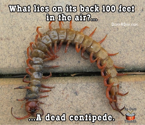 jokes so bad they re funny - What lies on its back 100 feet in the air?... Dumpaday.Com BaDum ...A dead centipede. Tssshhh