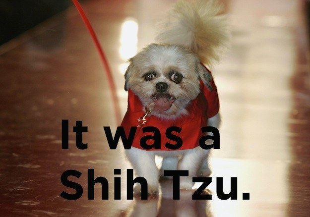 Stupidbut funny animal joke - It was a Shih Tzu.