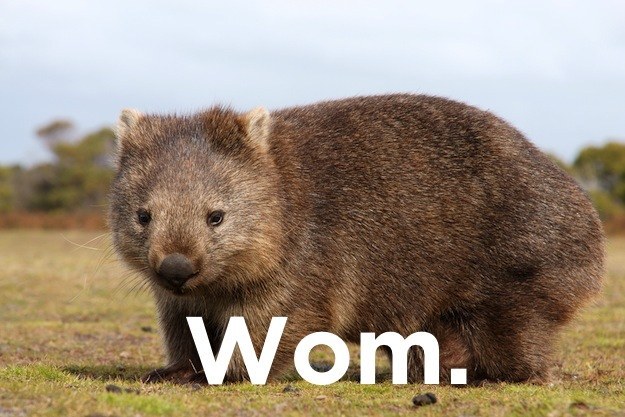 Stupid joke wombat animal - Wom.
