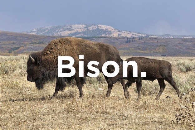 Stupid joke did the buffalo say to his son - Bison.