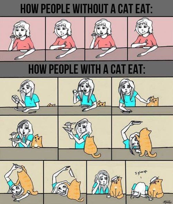 The Struggles Only A Cat Owner Knows