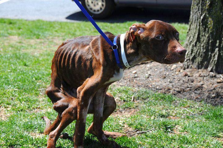 Dog Abused, Abandoned And Left For Dead