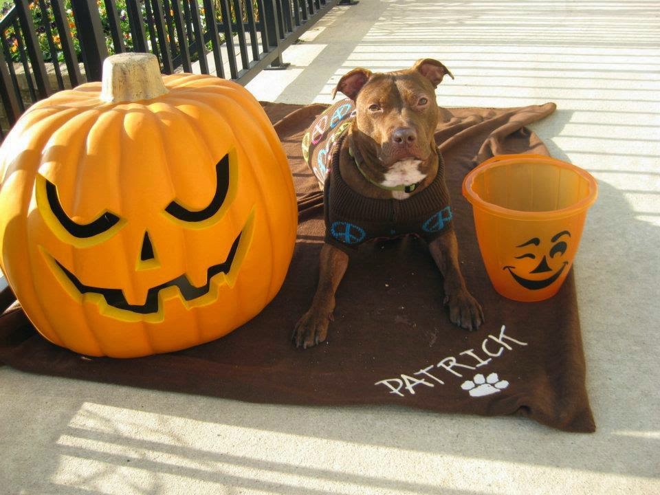 Patrick and his Halloween pumpkin friend.