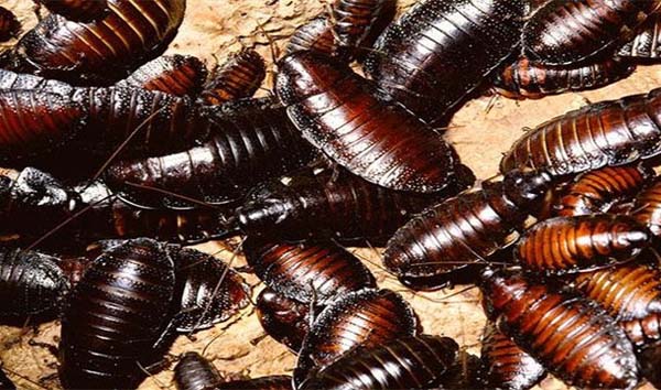 20. Eating too many cockroaches during a cockroach eating contest - Edward Archbold in 2012.