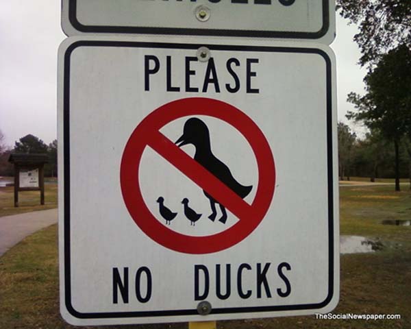 weird signs - Please No Ducks The SocialNewspaper.com