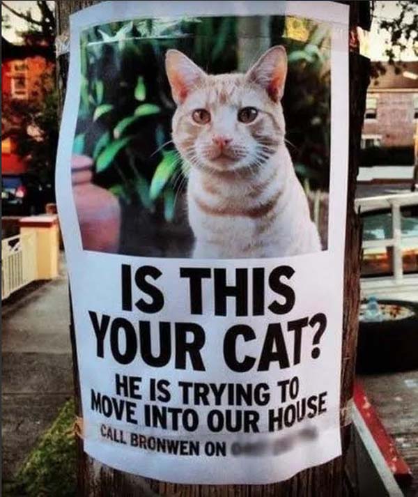 your cat poster - Is This Your Cat? He Is Trying Tuise Move Into Our Hov Call Bronwen On