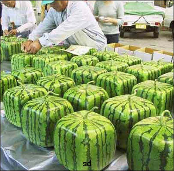 Square watermelon. Because Japan can.