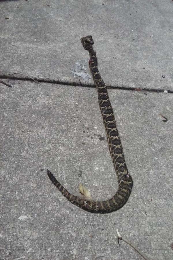 This was the snake that was hiding in the grass, ready to attack.