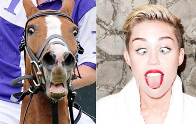 16 Horses That Nailed The Miley Cyrus Look
