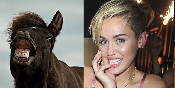 16 Horses That Nailed The Miley Cyrus Look