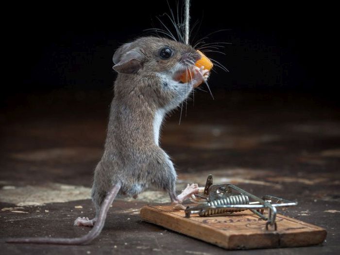 Mouse Faced With A Mouse Trap... AND WON!
