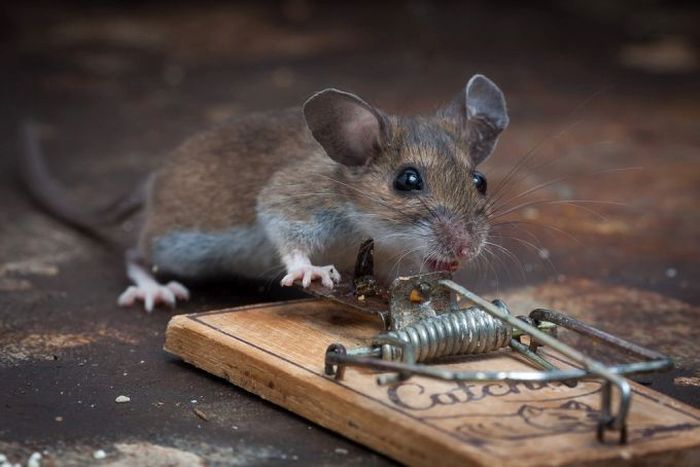 Mouse Faced With A Mouse Trap... AND WON!