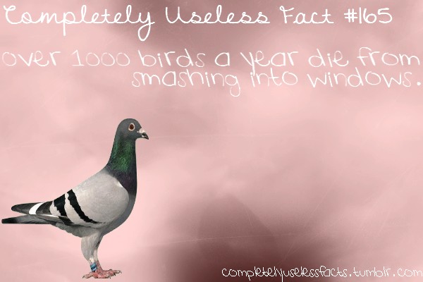 beak - completely Useless Fact over 1000 birds a vear die from smashing into windows. competenusekssfacts.tumbol.com