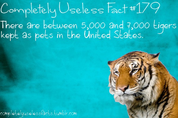 tiger - Completely Useless Fact There are between 5,000 and 7,000 tigers kept as pets in the United States. completelyuselessfacts.tumblr.com