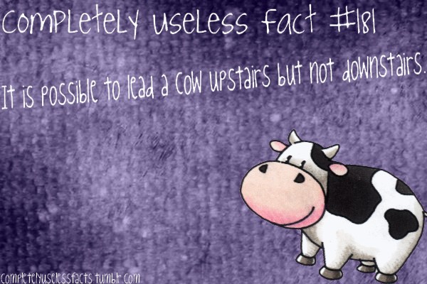 photo caption - completely useless fact It is possible to lead a cow upstairs but not downstairs. completelyuselessfacts.tumblr.com