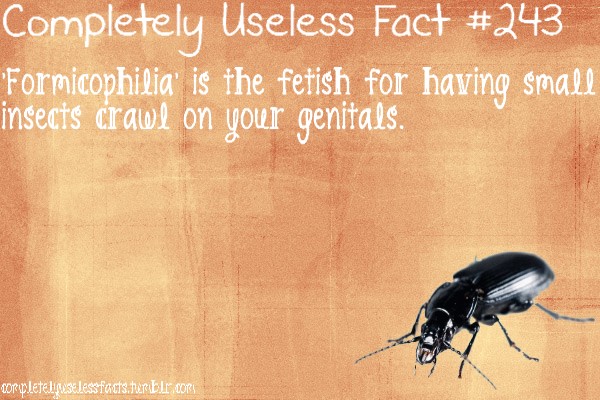 insect - Completely Useless Fact 'Formicophilia' is the fetish for having small insects crawl on your genitals. completelincseless facts.herber.com