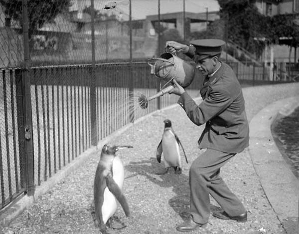 A zookeeper gives penguins a cooling shower from a watering can - 1930.