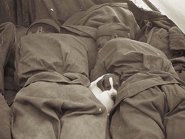 A small puppy sleeps in between Russian soldiers - 1945.