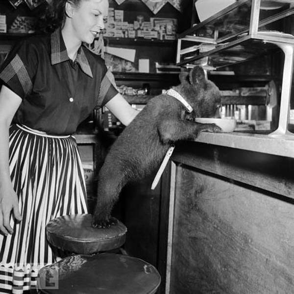 A bear cub laps up a bowl of honey in a cafe - 1950.
