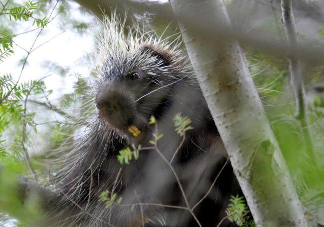 Heres a porcupine.