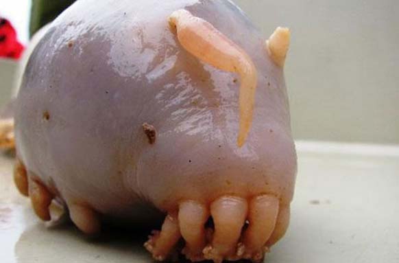 Sea Pig: Scotoplanes live on deep ocean bottoms, specifically on the abyssal plain in the Atlantic, Pacific and Indian Ocean. They are deposit feeders and extract their food from deep sea mud.