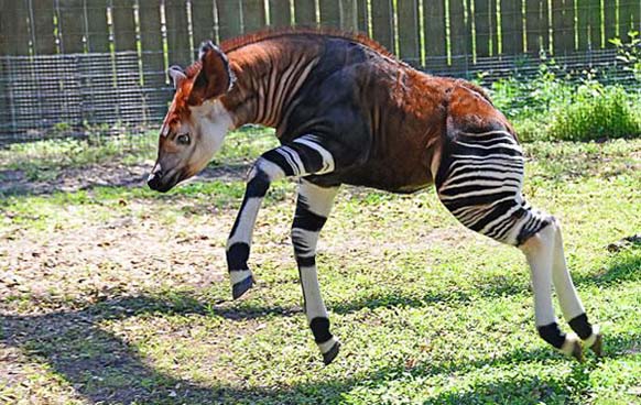 Okapi: This faux-zebra mammal is native to the Democratic Republic of the Congo in Central Africa. Even though it looks like a zebra, its actually closely related to the giraffe.