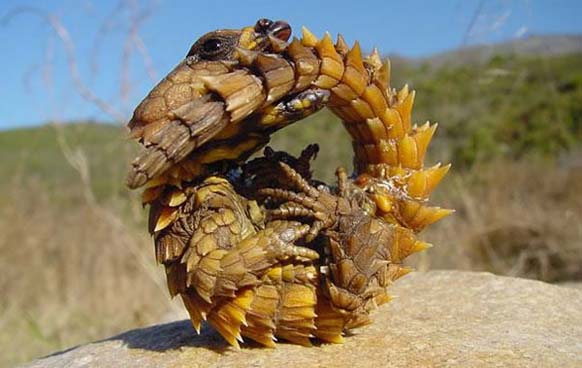Thorny Dragon: This small lizard is covered in camouflaging shades of desert brown so it can hide more easily in the sand. It also has a false head that it uses to distract predators.