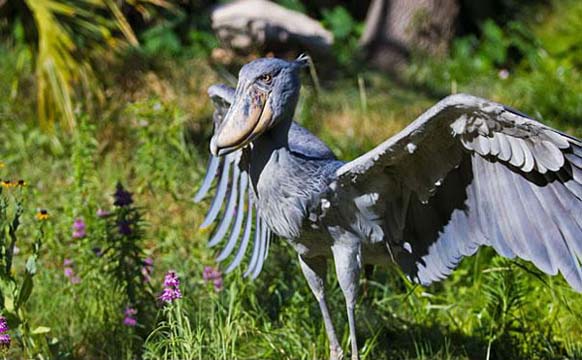 Shoebill: This large bird is called a shoebill because of its beak. Even though it was already known to ancient Egyptians and Arabs, the bird was only classified in the 19th century.