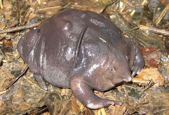 Indian Purple Frog: This gross-looking species of frog only spends two weeks out of the year on the surface of the Earth which is probably why it looks the way it does.
