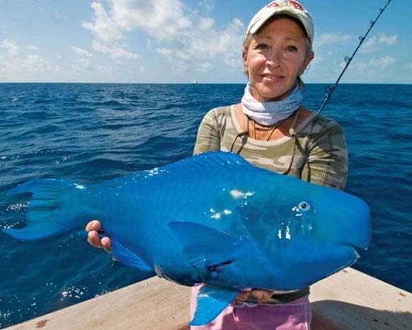 The Blue Parrotfish: Found in the Atlantic Ocean, this bright blue fish spends 80 percent of its time searching for food.